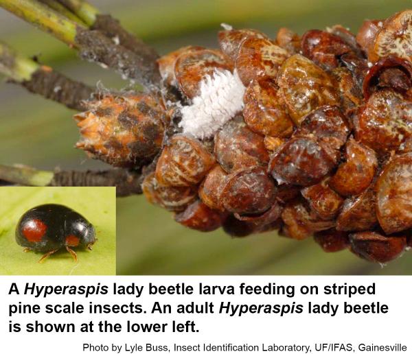 Hyperaspis lady beetles